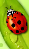 Ladybug wallpaper 480x800