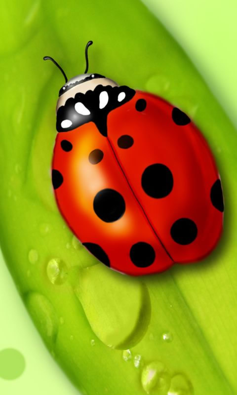 ladybug wallpaper. Animal Wallpapers