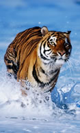 Wallpaper tiger 480x800