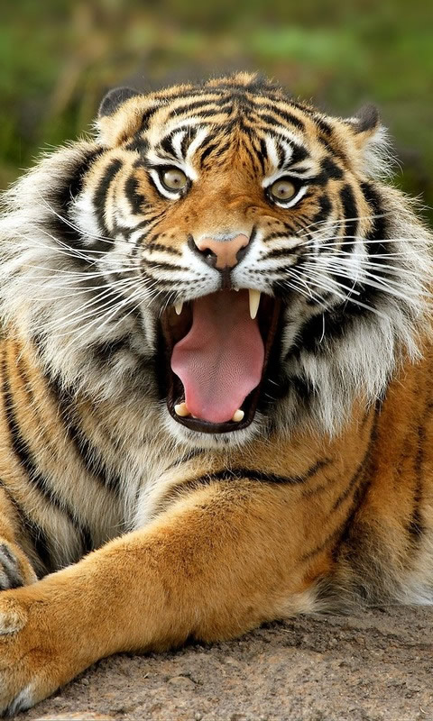 hd wallpaper tiger. girlfriend hd wallpaper tiger.