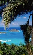 Ocean and palms wallpaper