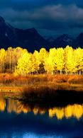 Yellow forest wallpaper for HTC Desire